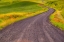 Picture of USA-WASHINGTON STATE-PALOUSE WITH GRAVEL CURVED ROAD EDGED WITH POPPIES AND YELLOW CANOLA