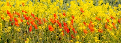 Picture of USA-WASHINGTON STATE-PALOUSE RED POPPIES AND YELLOW CANOLA