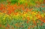 Picture of USA-WASHINGTON STATE-PALOUSE RED POPPIES AND YELLOW CANOLA