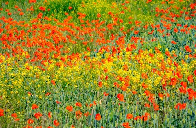 Picture of USA-WASHINGTON STATE-PALOUSE RED POPPIES AND YELLOW CANOLA