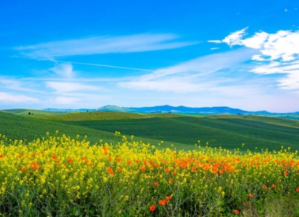 Picture of USA-WASHINGTON STATE-PALOUSE RED POPPIES AND YELLOW CANOLA WITH LANDSCAPE OF WHEAT FIELDS