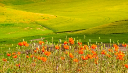 Picture of USA-WASHINGTON STATE-PALOUSE RED POPPIES AND YELLOW CANOLA WITH LANDSCAPE OF WHEAT FIELDS