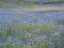 Picture of USA-WASHINGTON STATE-PALOUSE BLUE BACHELOR BUTTONS IN LARGE FIELD NEAR WINONA