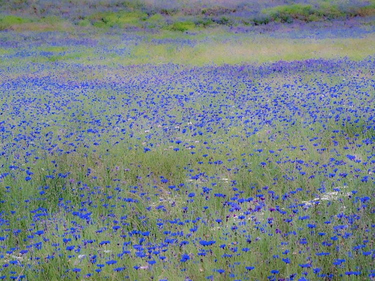 Picture of USA-WASHINGTON STATE-PALOUSE BLUE BACHELOR BUTTONS IN LARGE FIELD NEAR WINONA