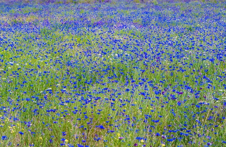 Picture of USA-WASHINGTON STATE-PALOUSE BLUE BACHELOR BUTTONS IN LARGE FIELD NEAR WINONA