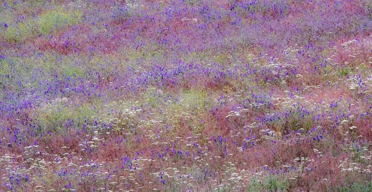 Picture of USA-WASHINGTON STATE-PALOUSE VETCH GROWING ALONG ROAD NEAR WINONA