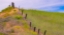 Picture of USA-WASHINGTON STATE-PALOUSE FENCE LINE NEAR WINONA WITH VETCH AND GRASSES