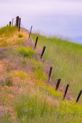 Picture of USA-WASHINGTON STATE-PALOUSE FENCE LINE NEAR WINONA WITH VETCH AND GRASSES