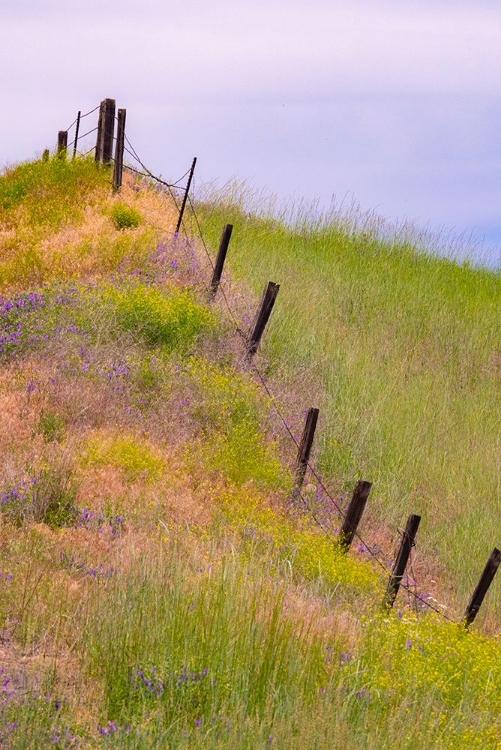 Picture of USA-WASHINGTON STATE-PALOUSE FENCE LINE NEAR WINONA WITH VETCH AND GRASSES