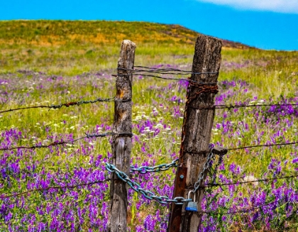 Picture of USA-WASHINGTON STATE-BENGE AND FIELD OF VETCH BLOOMING WITH WOODEN FENCED GATE AND LOCK