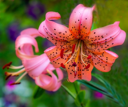 Picture of USA-WASHINGTON STATE-PACIFIC NORTHWEST SAMMAMISH ORANGE TIGER LILY CLOSE UP