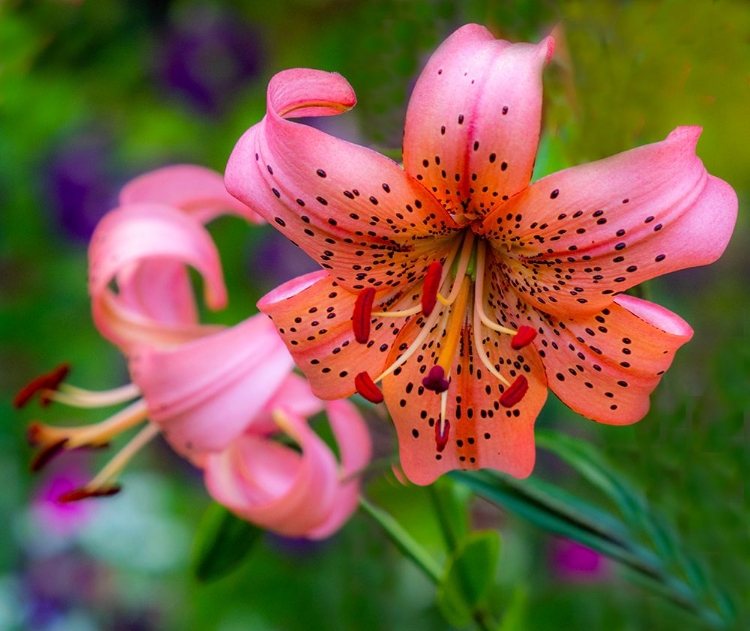 Picture of USA-WASHINGTON STATE-PACIFIC NORTHWEST SAMMAMISH ORANGE TIGER LILY CLOSE UP