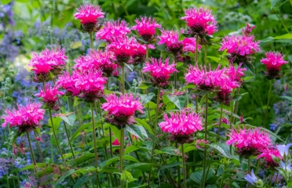 Picture of USA-WASHINGTON STATE-SAMMAMISH AND OUR GARDEN WITH PINK BEE BALM