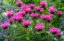 Picture of USA-WASHINGTON STATE-SAMMAMISH AND OUR GARDEN WITH PINK BEE BALM