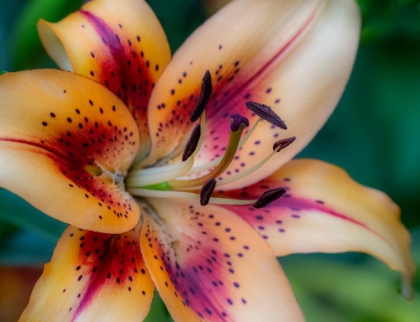 Picture of USA-WASHINGTON STATE-PACIFIC NORTHWEST SAMMAMISH ASIATIC LILY CLOSE UP