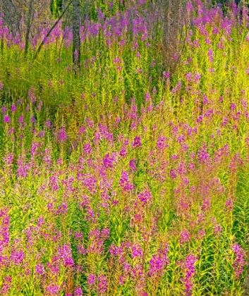 Picture of USA-WASHINGTON STATE-BURNT FOREST AND FIRE WEED ALONG LAKE CLE ELUM WASHINGTON CASCADES