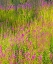 Picture of USA-WASHINGTON STATE-BURNT FOREST AND FIRE WEED ALONG LAKE CLE ELUM WASHINGTON CASCADES