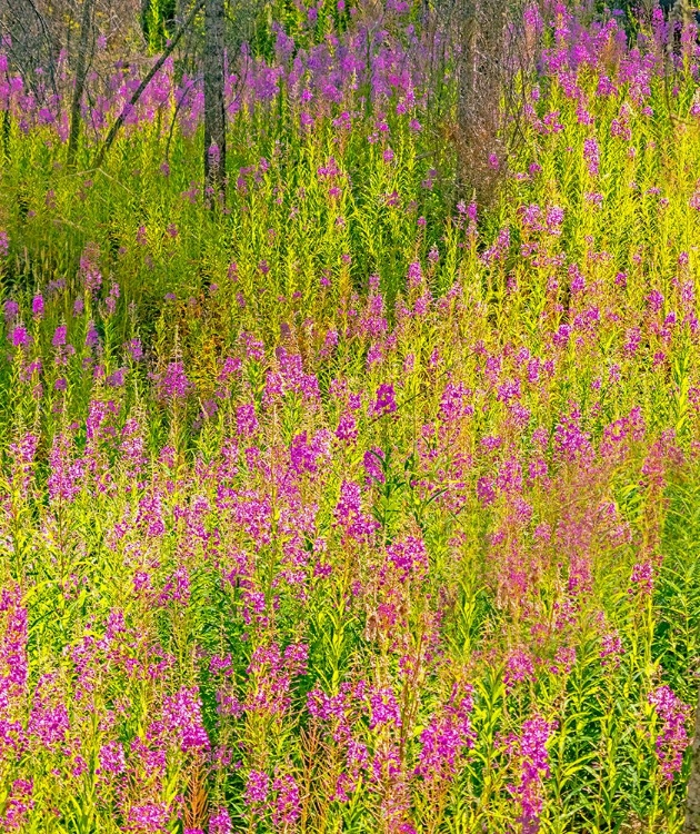 Picture of USA-WASHINGTON STATE-BURNT FOREST AND FIRE WEED ALONG LAKE CLE ELUM WASHINGTON CASCADES