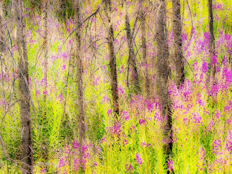 Picture of USA-WASHINGTON STATE-BURNT FOREST AND FIRE WEED ALONG LAKE CLE ELUM WASHINGTON CASCADES