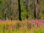 Picture of USA-WASHINGTON STATE-BURNT FOREST AND FIRE WEED ALONG LAKE CLE ELUM WASHINGTON CASCADES