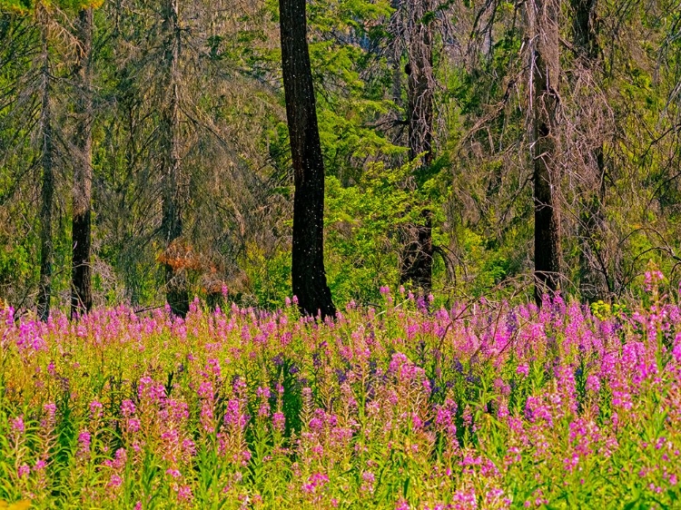 Picture of USA-WASHINGTON STATE-BURNT FOREST AND FIRE WEED ALONG LAKE CLE ELUM WASHINGTON CASCADES