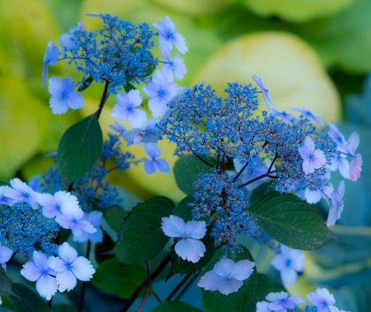 Picture of USA-WASHINGTON STATE-PACIFIC NORTHWEST-SAMMAMISH BLUE HYDRANGEA IN OUR GARDEN