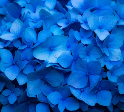 Picture of USA-WASHINGTON STATE-PACIFIC NORTHWEST-SAMMAMISH BLUE HYDRANGEA IN OUR GARDEN