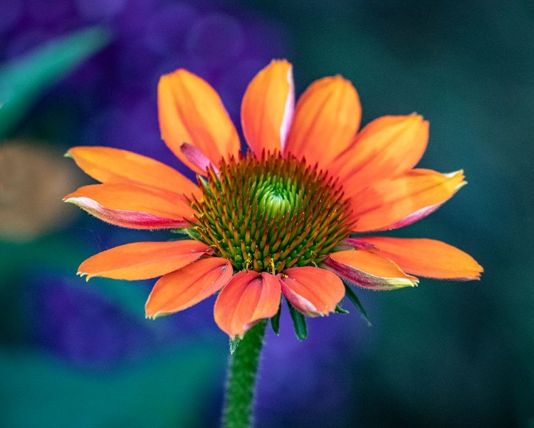 Picture of USA-WASHINGTON STATE-PACIFIC NORTHWEST-SAMMAMISH CLOSE-UP OF STATE FAIR ZINNIA