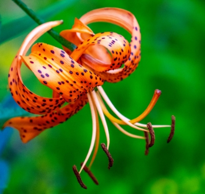 Picture of USA-WASHINGTON STATE-PACIFIC NORTHWEST SAMMAMISH ORANGE TIGER LILY CLOSE UP