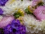 Picture of USA-WASHINGTON STATE-PACIFIC NORTHWEST SAMMAMISH DAHLIA FLOWERS IN BLOOM