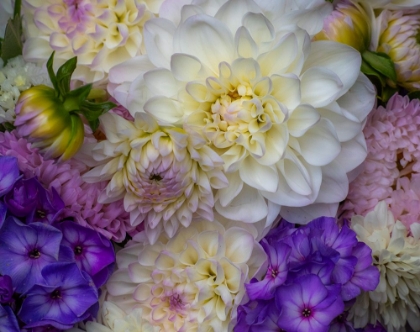 Picture of USA-WASHINGTON STATE-PACIFIC NORTHWEST SAMMAMISH DAHLIA FLOWERS IN BLOOM