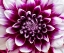 Picture of USA-WASHINGTON STATE-PACIFIC NORTHWEST SAMMAMISH DAHLIA FLOWERS IN BLOOM