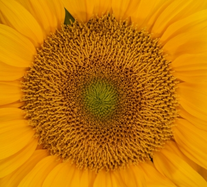 Picture of USA-WASHINGTON STATE-PACIFIC NORTHWEST SAMMAMISH ORANGE / YELLOW SUNFLOWER CLOSE UP