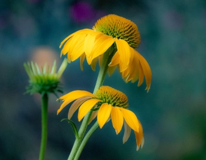 Picture of USA-WASHINGTON STATE-PACIFIC NORTHWEST-SAMMAMISH YELLOW CONE FLOWER