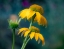 Picture of USA-WASHINGTON STATE-PACIFIC NORTHWEST-SAMMAMISH YELLOW CONE FLOWER