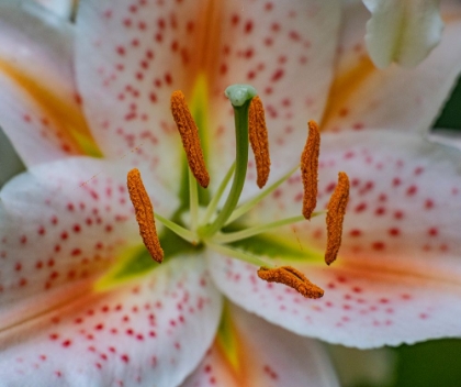 Picture of USA-WASHINGTON STATE-PACIFIC NORTHWEST-SAMMAMISH ORIENTAL LILY CLOSE-UP