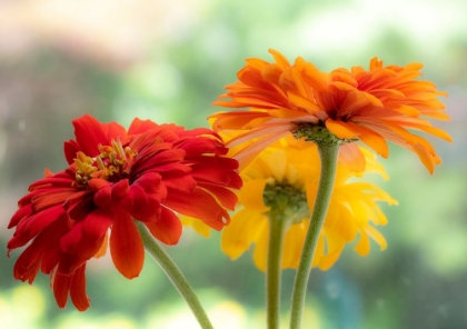 Picture of USA-WASHINGTON STATE-PACIFIC NORTHWEST-SAMMAMISH CLOSE-UP OF STATE FAIR ZINNIA