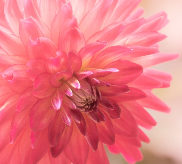 Picture of USA-WASHINGTON STATE-PACIFIC NORTHWEST SAMMAMISH DAHLIA FLOWERS IN BLOOM