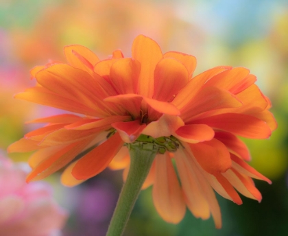 Picture of USA-WASHINGTON STATE-PACIFIC NORTHWEST-SAMMAMISH CLOSE-UP OF STATE FAIR ZINNIA