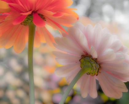 Picture of USA-WASHINGTON STATE-PACIFIC NORTHWEST-SAMMAMISH CLOSE-UP OF STATE FAIR ZINNIA