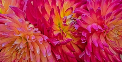 Picture of USA-WASHINGTON STATE-PACIFIC NORTHWEST SAMMAMISH DAHLIA FLOWERS IN BLOOM