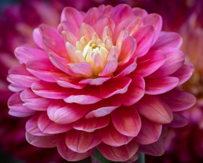 Picture of USA-WASHINGTON STATE-PACIFIC NORTHWEST SAMMAMISH DAHLIA FLOWERS IN BLOOM