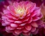 Picture of USA-WASHINGTON STATE-PACIFIC NORTHWEST SAMMAMISH DAHLIA FLOWERS IN BLOOM