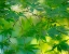 Picture of USA-WASHINGTON STATE-SAMMAMISH JAPANESE MAPLE LEAVES
