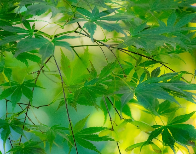 Picture of USA-WASHINGTON STATE-SAMMAMISH JAPANESE MAPLE LEAVES