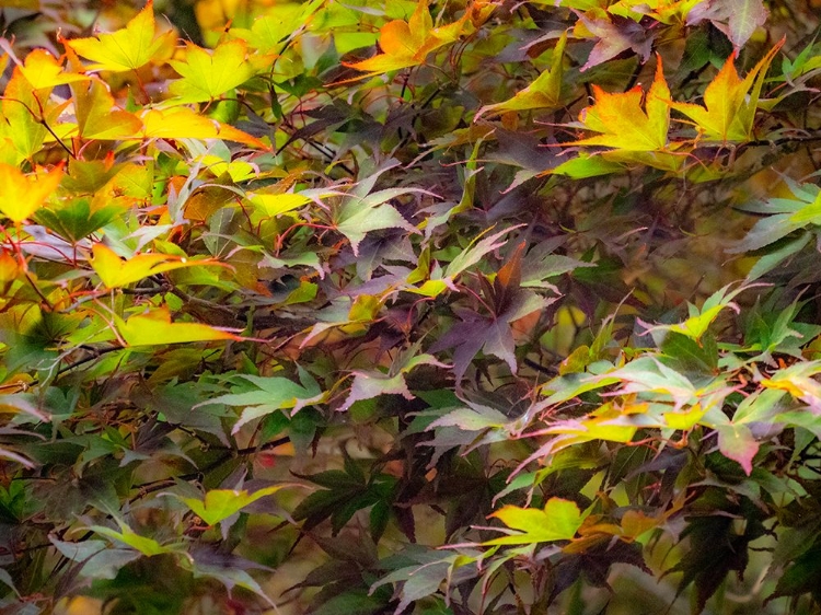 Picture of USA-WASHINGTON STATE-SAMMAMISH JAPANESE MAPLE LEAVES