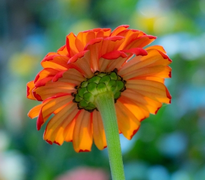 Picture of USA-WASHINGTON STATE-PACIFIC NORTHWEST-SAMMAMISH CLOSE-UP OF STATE FAIR ZINNIA