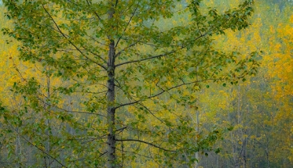 Picture of USA-WASHINGTON STATE-PRESTON WITH COTTONWOODS IN FALL COLOR