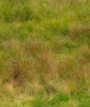 Picture of USA-WASHINGTON STATE-ISSAQUAH AND GRASSY FIELD