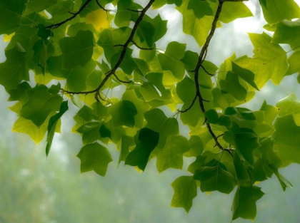 Picture of USA-WASHINGTON STATE-BELLEVUE GINKGO TREE GREEN LEAVES